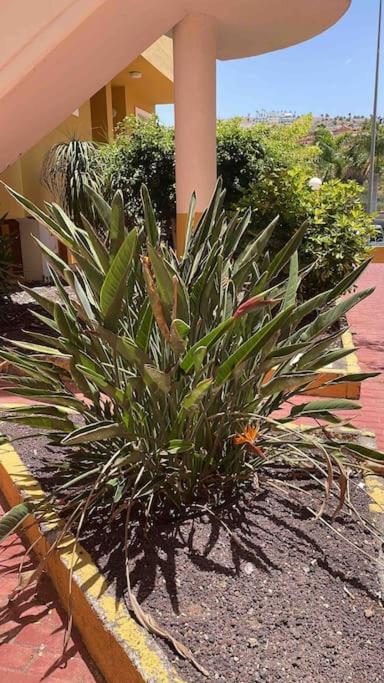 Costa Adeje, 2 Bedrooms Apartment 外观 照片